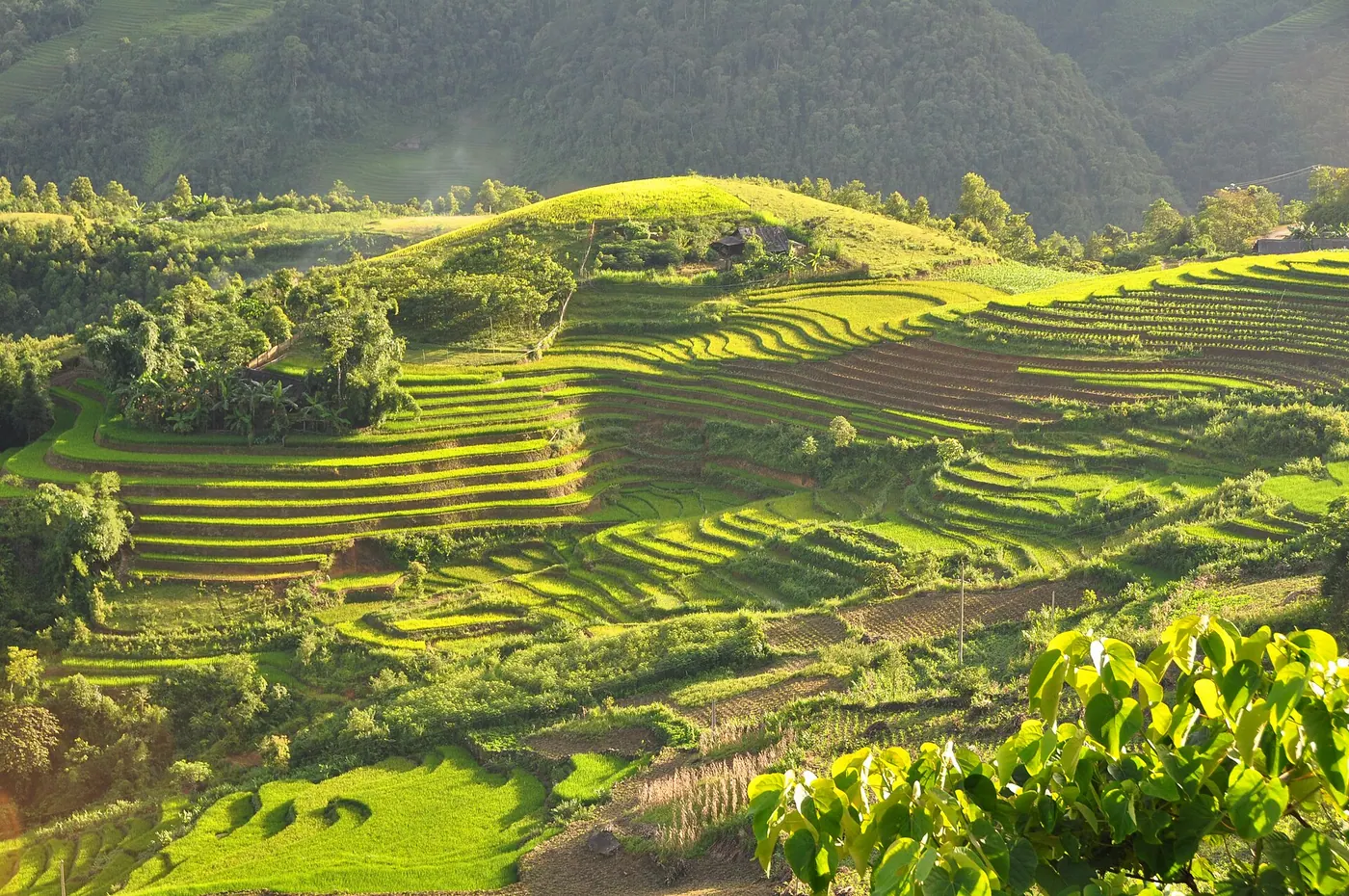 Ruộng bậc thang Sa Pa